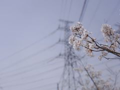 -上海辰山植物园