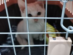 -心仪动物医院·牙专科·肿瘤·心脏科(西客站院)