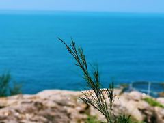 -广东惠东海龟国家级自然保护区