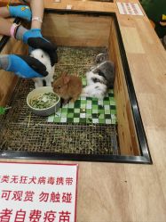 -神奇动物撸宠馆·羊驼·小浣熊·异宠(豫园店)