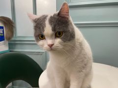 -安格丽娜·狗咖·猫咖羊驼咖(春熙路百盛商场店)