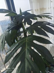 -HEYAN荷妍专业脱毛连锁机构