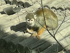 -青藏高原野生动物园