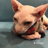 快来和小宠物互动吧[加油]
