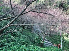 -金鸡山公园