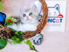 -十年猫舍·猫咪专门店(普陀店)