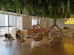 -Husky Go! 哈士奇体验馆·宠物咖啡厅狗咖