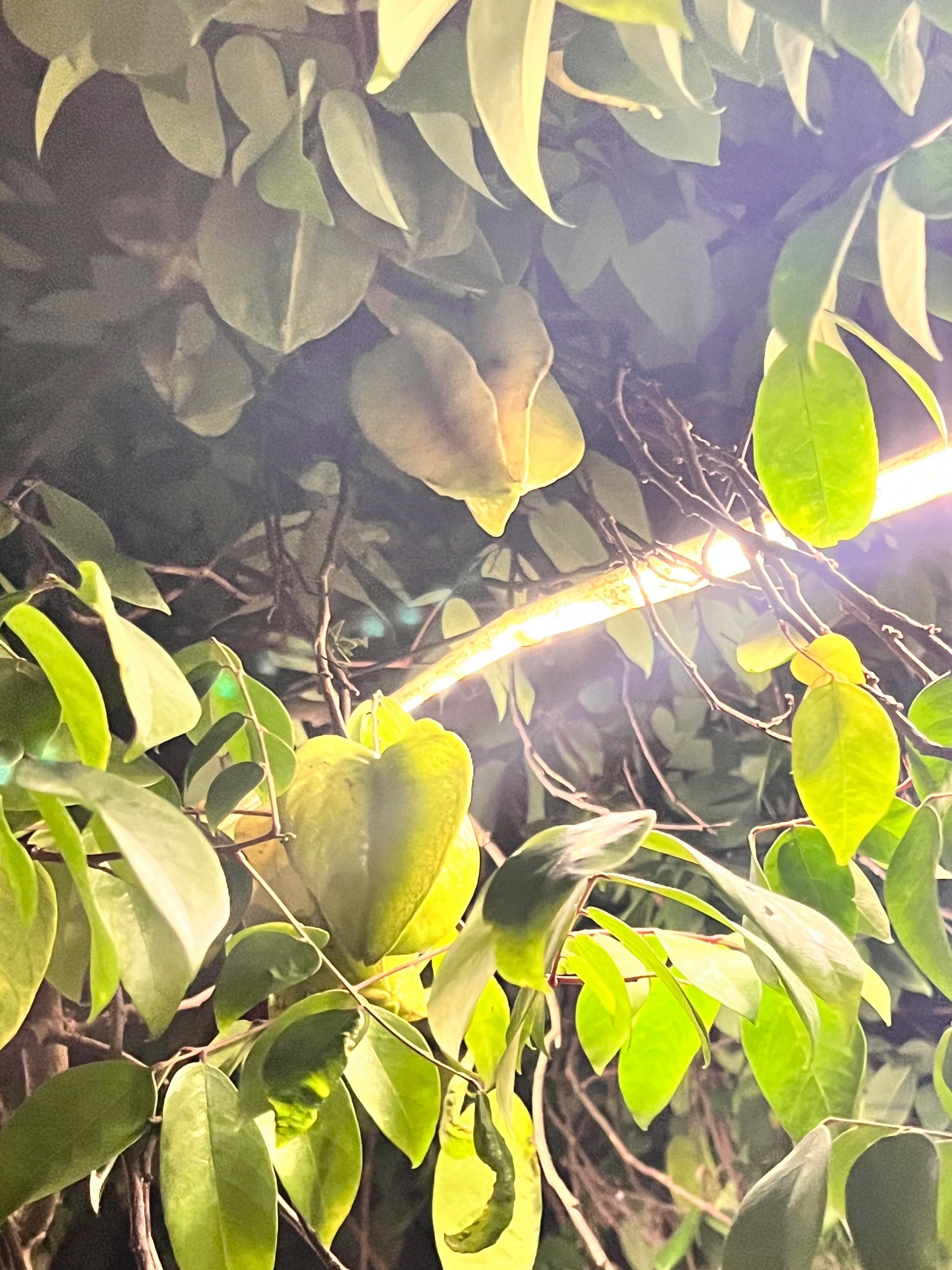 台山水步禾雀花农庄