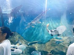 -苏州海洋馆