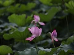 -颐和园