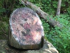 -五营红松林海景区