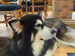 -more than meow吴止猫主题餐厅(承德 中船汇店)