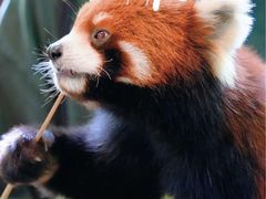 -普洱太阳河森林公园