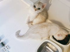 -萌兽医馆·眼科·异宠专科(三里屯店)