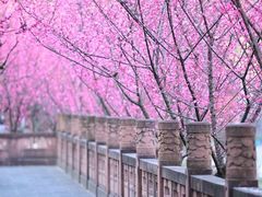 -望江楼公园