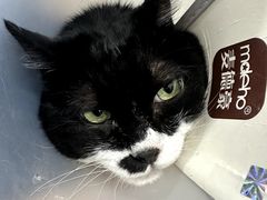 -四月宠物医院·猫专科·心脏专科·内科(转塘店)