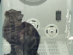 -爱洗澡的猫(望京店)