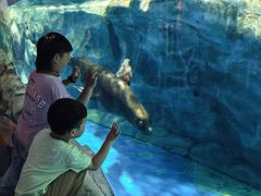 -芜湖新华联大白鲸海洋公园