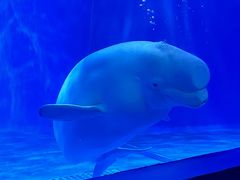 -多彩贵州城极地海洋世界