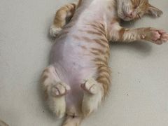 -御宝贝·A梦猫科宠物医院(国际猫友好医院)