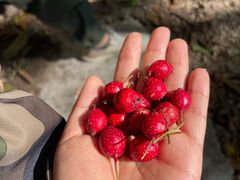 -大岭沟猕猴桃谷风景区