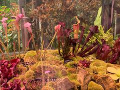 -中国科学院西双版纳热带植物园