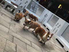 -柯斗斗主题餐厅·狗咖·围炉煮茶·茶饮(国瑞升平里店)