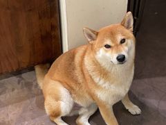 -啡语