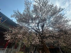 -盘龙寺
