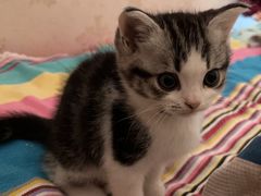 -pd派德宠物中心医院24H急重症·眼科中心·血液透析中心(嵩山北路店)