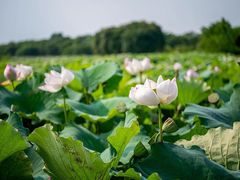 -梁鸿国家湿地公园