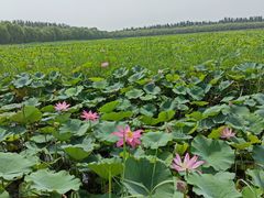 -西青郊野公园