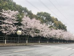 -高东镇樱花园