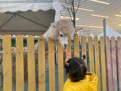 -萌宠亲子动物乐园(槐房万达店)