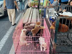 -中环花鸟鱼虫市场