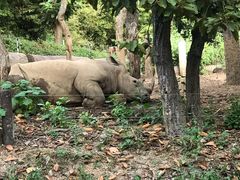 -清迈夜间动物园