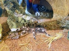 -Rabbit Cafe私房西餐甜点咖啡(栖霞路店)