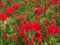 -松山湖梦幻百花洲