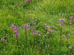 -迪庆藏族自治州博物馆