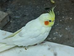 -青藏高原野生动物园