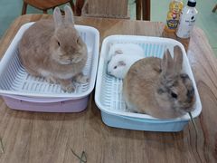 -藦茜花园宠物主题亲子互动体验馆(国顺东路店)