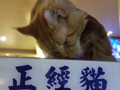 -猫小院猫主题咖啡厅(北锣店)