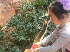 -西双版纳原始森林公园