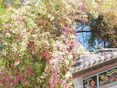 -深圳国际园林花卉博览园