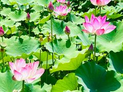 -莲花池公园
