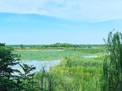 -泗洪洪泽湖湿地景区