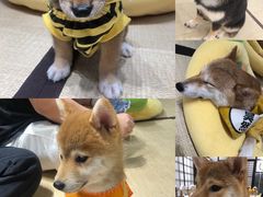 -逗柴咖啡屋·狗咖猫咖宠物桌游