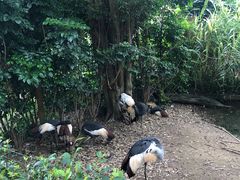 -广州长隆飞鸟乐园