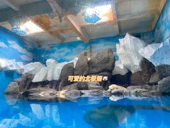 -海合安武汉极地海洋公园