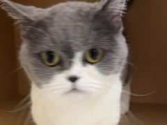 -瑞派康怡24h宠物医院·犬猫医疗中心·微创绝育(瑞景分院)